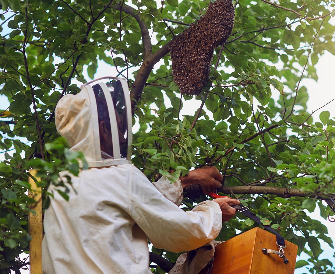 Sauvetage d'essaims d'abeilles en toute sécurité et respect de la biodiversitéabeilles