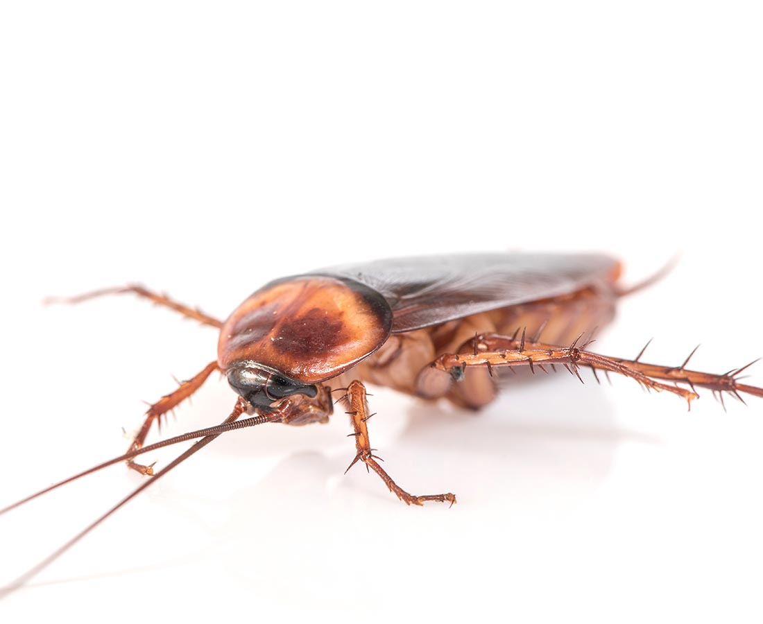 Extermination professionnelle de blattes et cafards