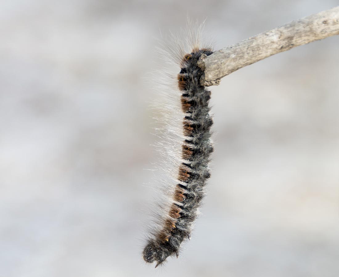 Intervention sécurisée contre les nids de chenilles processionnaires dans les arbres