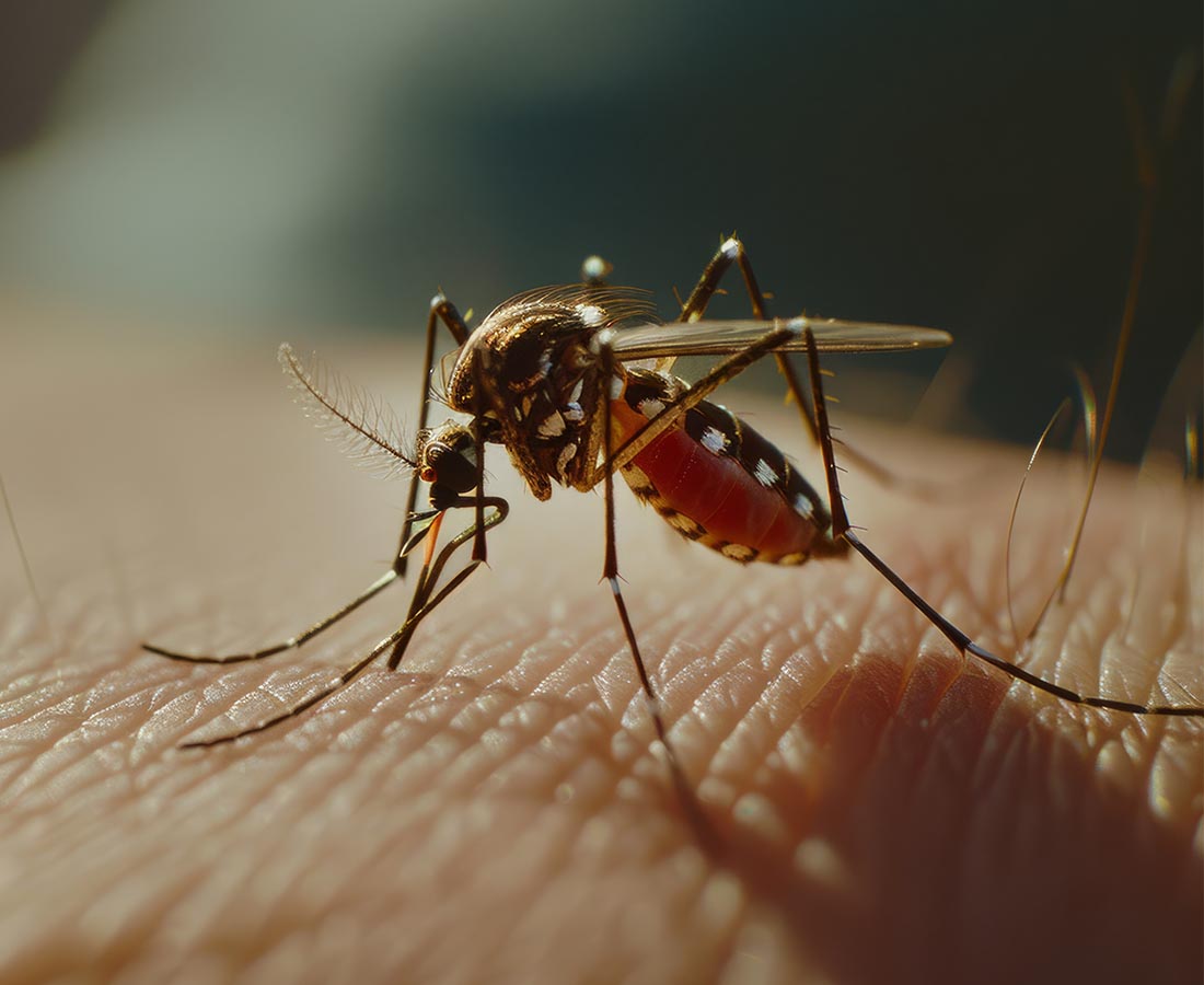 Traitement ciblé contre les moustiques et moustiques tigres